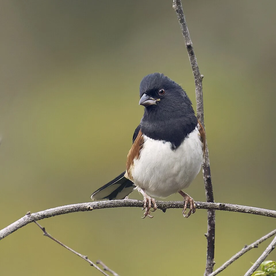 Eastern Towhee. Pleasant Valley Wildlife Sanctuary. Lenox, MA USA