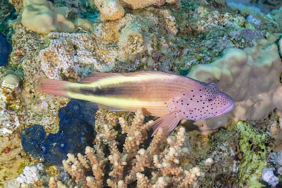 Blackside hawkfish (Paracirrhites forsteri), Ras Muhammad National Park, Egypt