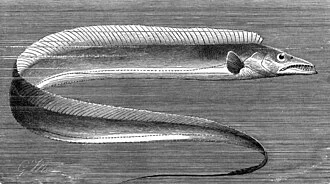 Lepidopus caudatus