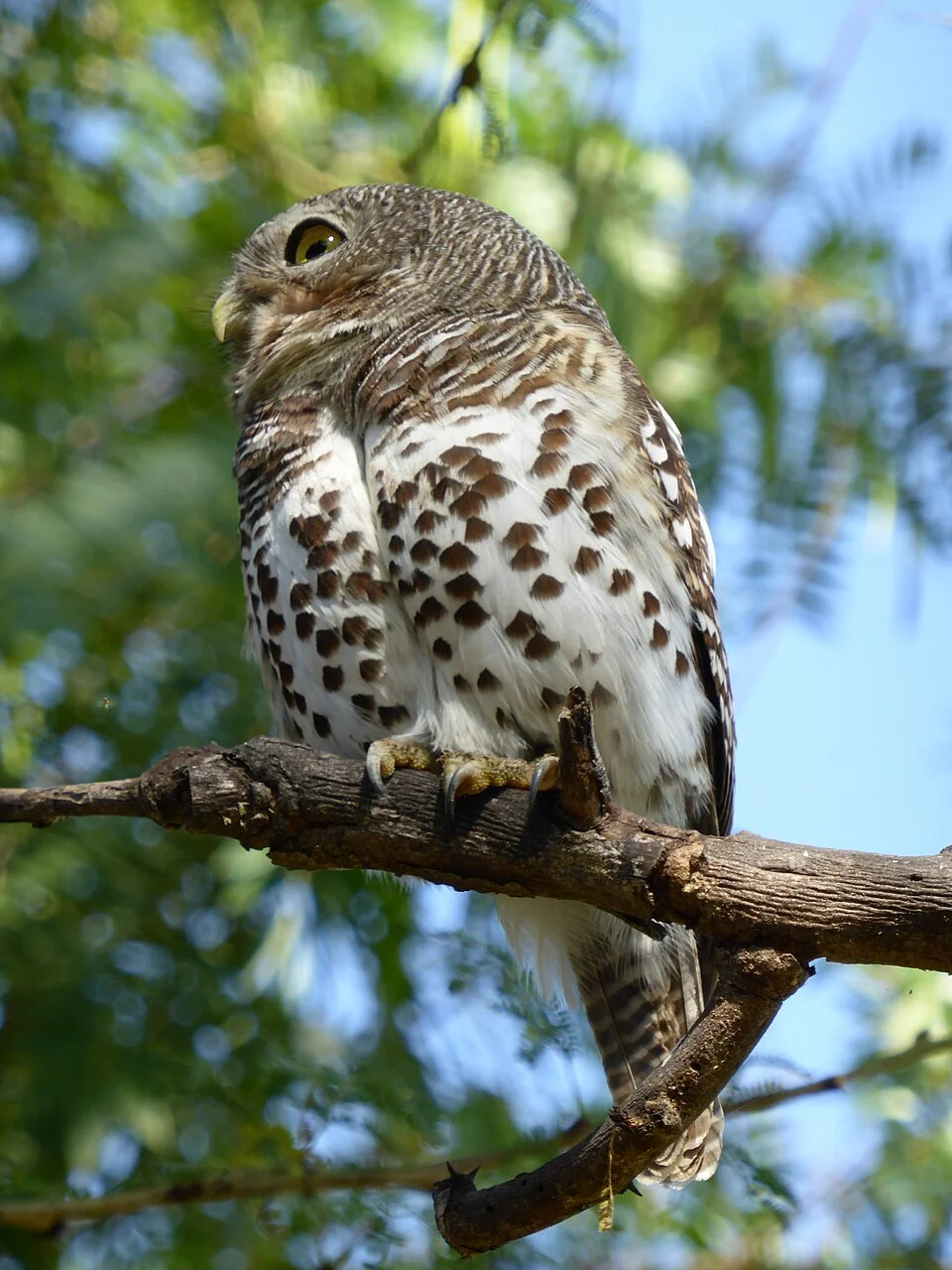 An African barred owlet at Mohlabetsi Safari Lodge in Balule Game Reserve, Greater Kruger National Park, Limpopo, South Africa