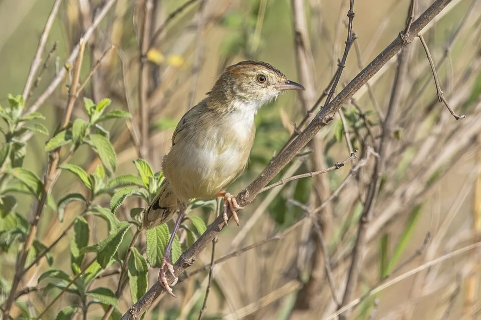 Rattling cisticola (Cisticola chiniana victoria), Serengeti National Park, Tanzania