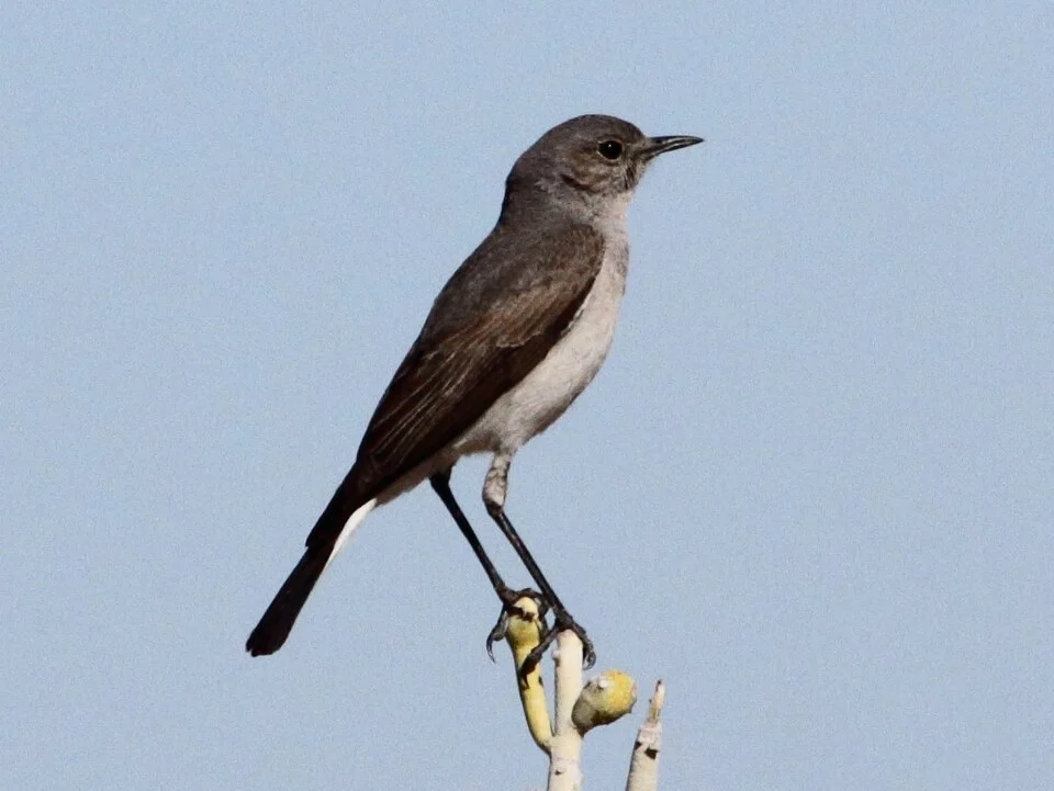 A Karoo Chat Emarginata schlegelii (syn. Cercomela schlegelii) north-west of Aggenys, Northern Cape, South Africa.