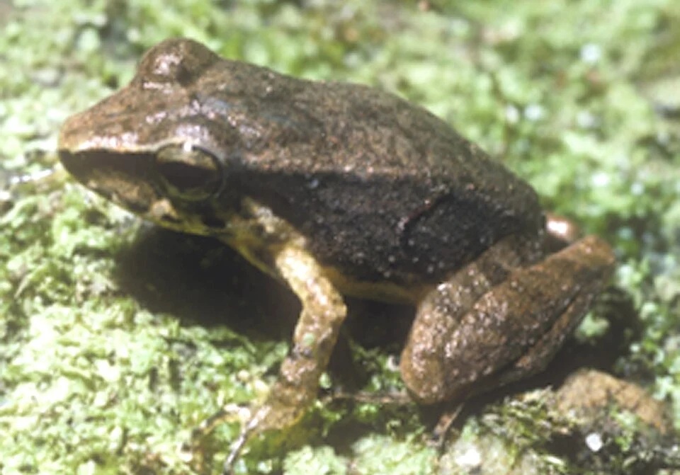Pristimantis citriogaster