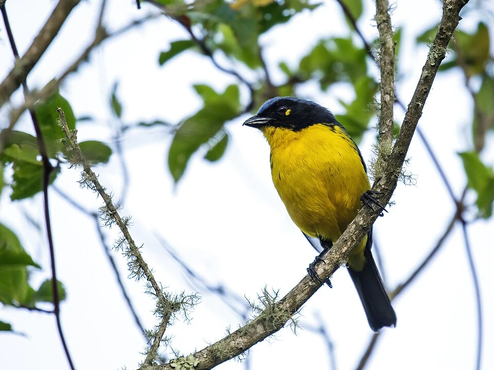 Black-cheeked Mountain-Tanager from El Dorado Nature Reserve, Sierra Nevada de Santa Marta, Magdalena, Colombia.