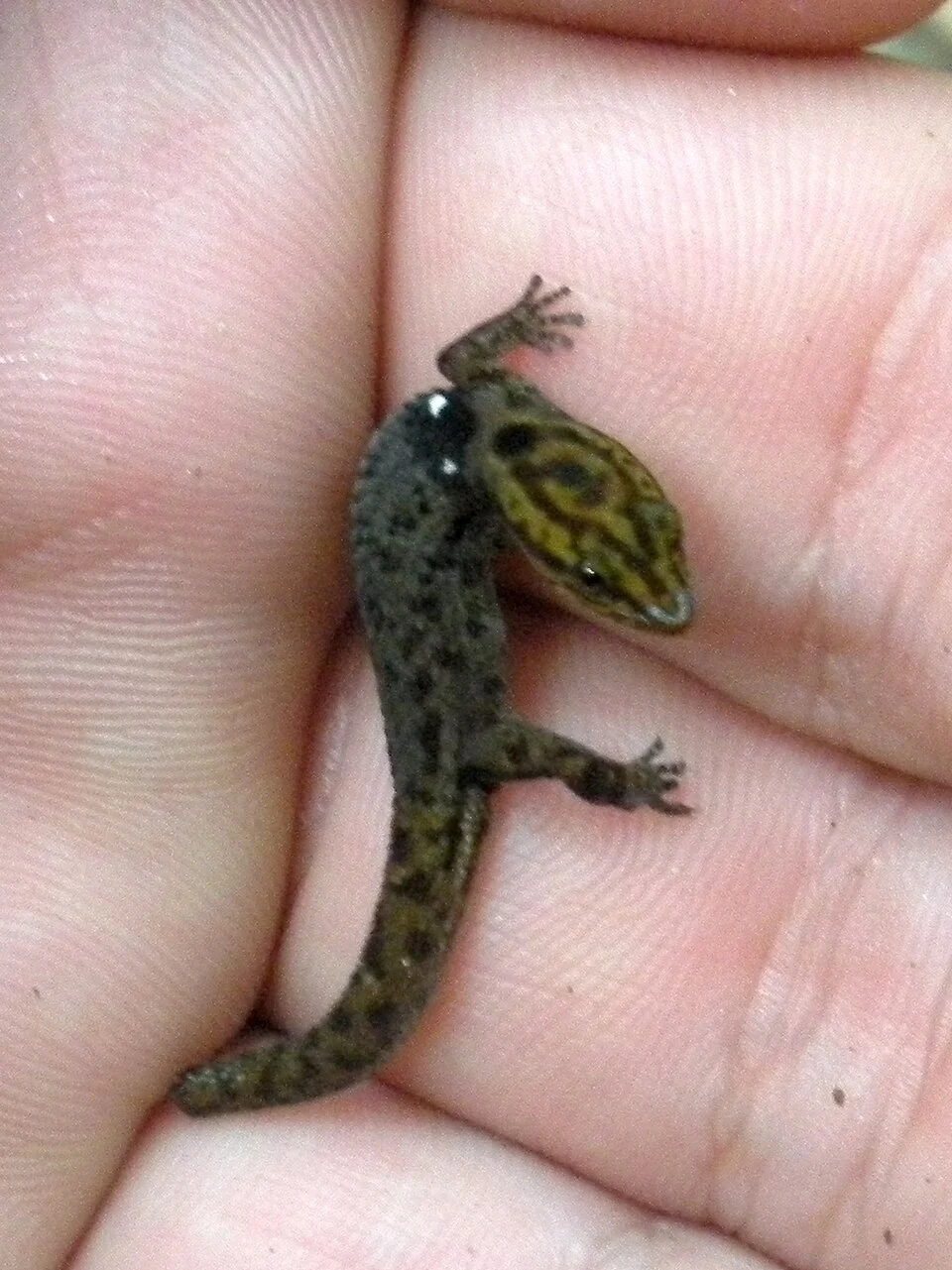 Sphaerodactylus macrolepis found in Jobos Bay National Estuarine Research Researve, Aguirre, Puerto Rico.