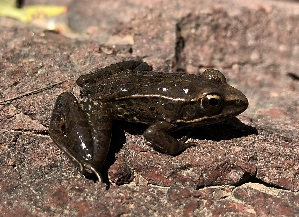 Lithobates neovolcanicus - Transverse Volcanic Leopard Frog. Species of frog.