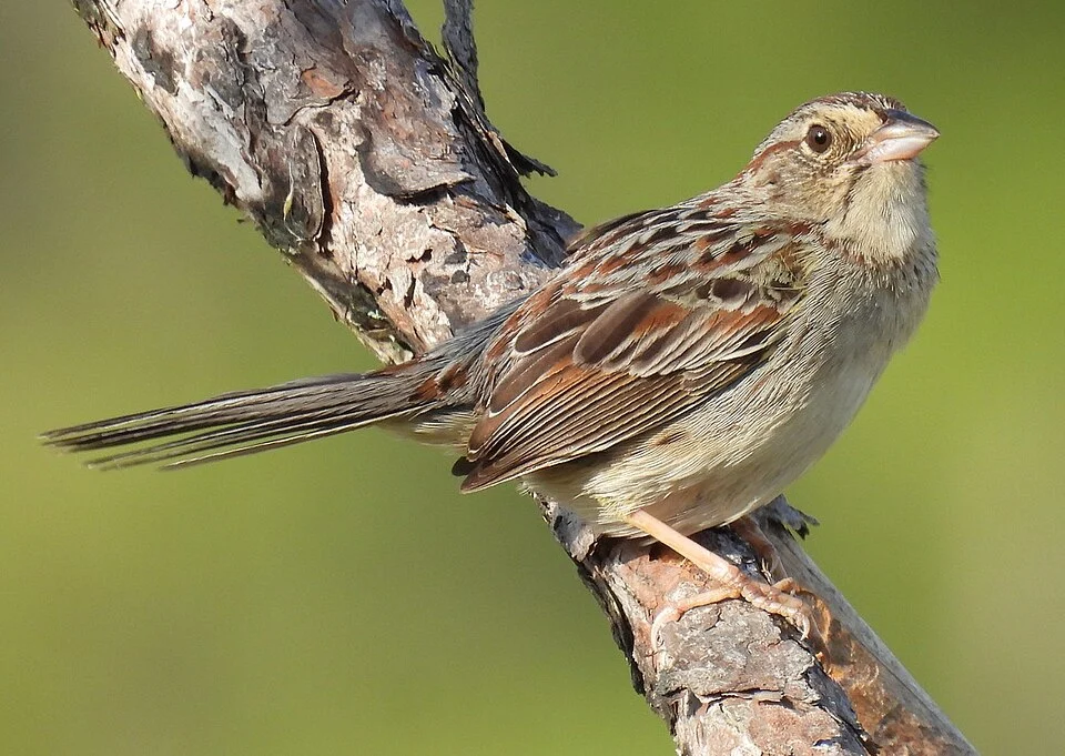 Bachman's Sparrow (Peucaea aestivalis)