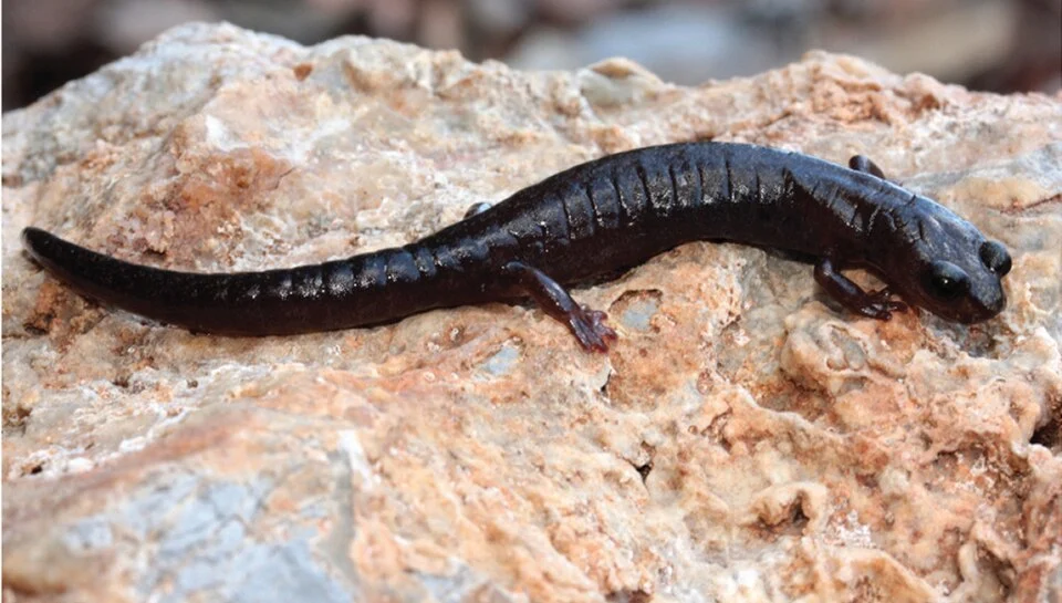Chiropterotriton priscus