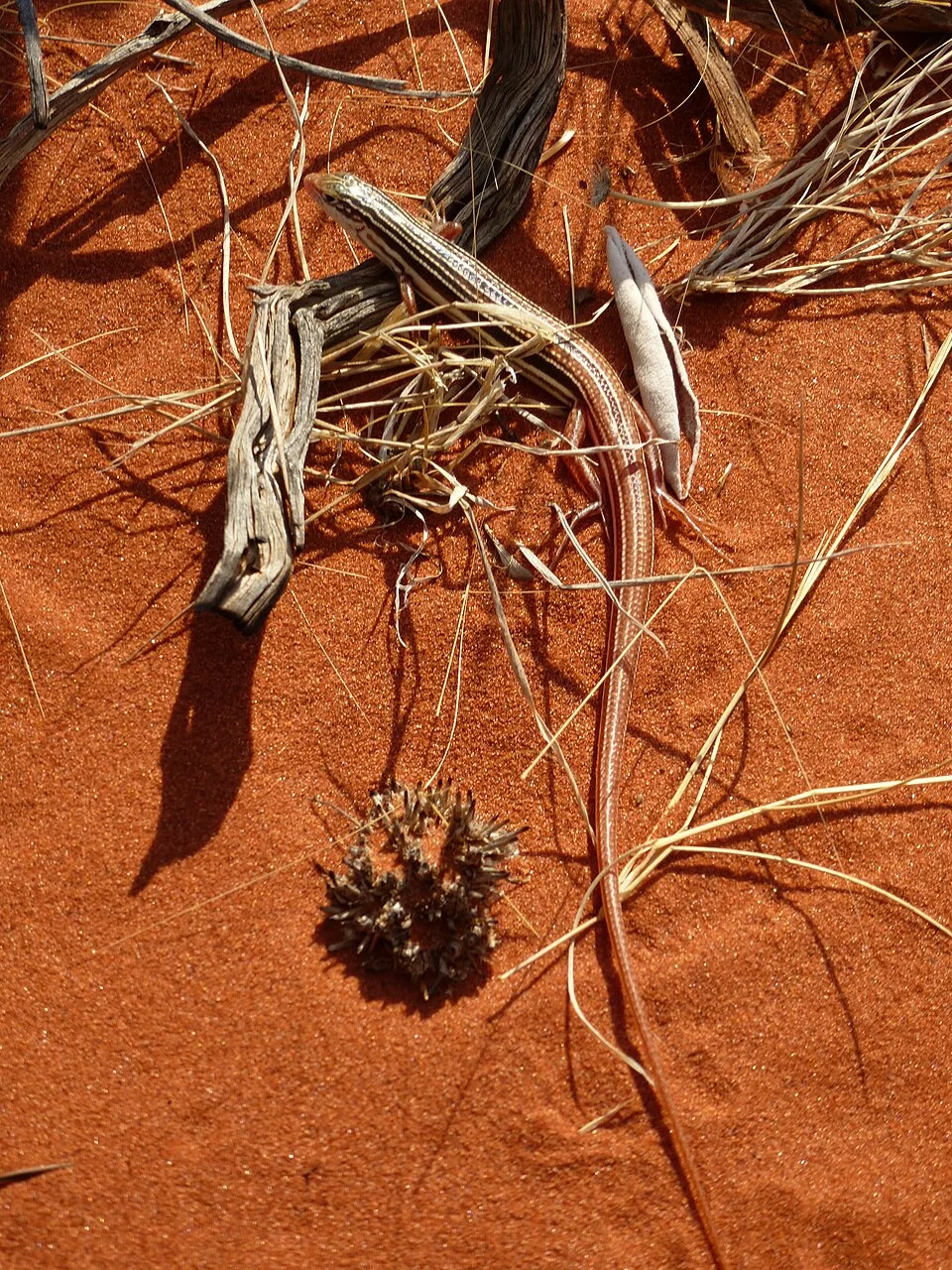 Ctenotus leae on Angas Downs
