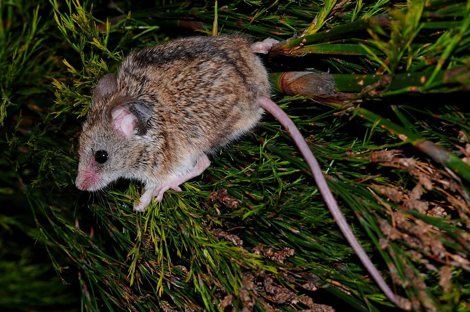 Dendromus mesomelas