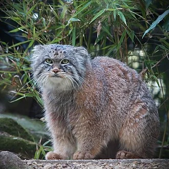 Felis Manul from Diergaarde Blijdorp, Rotterdam Zoo.