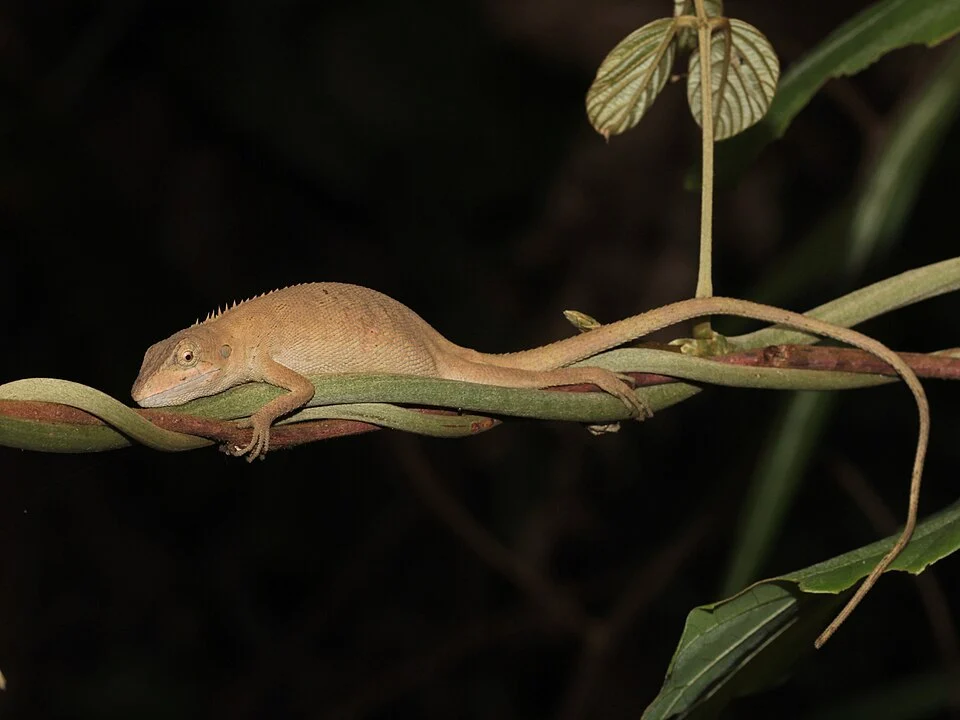Burmese False Bloodsucker (Pseudocalotes microlepis)