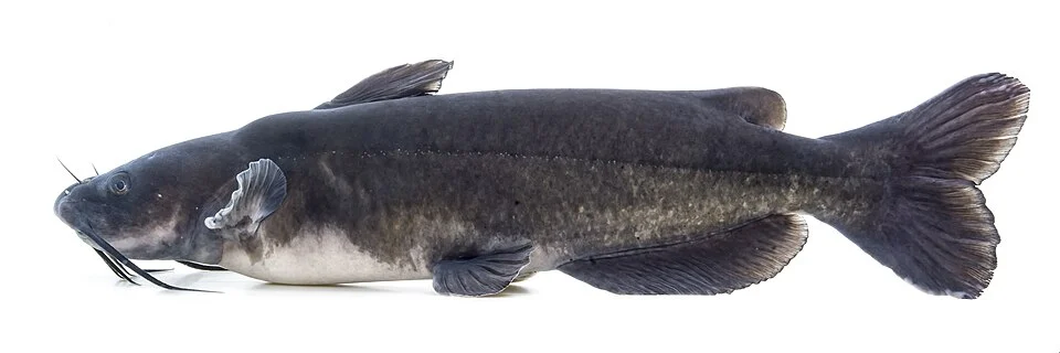 Photographed at Gavins Point National Fish Hatchery in Yankton, SD by Sam Stukel (USFWS).