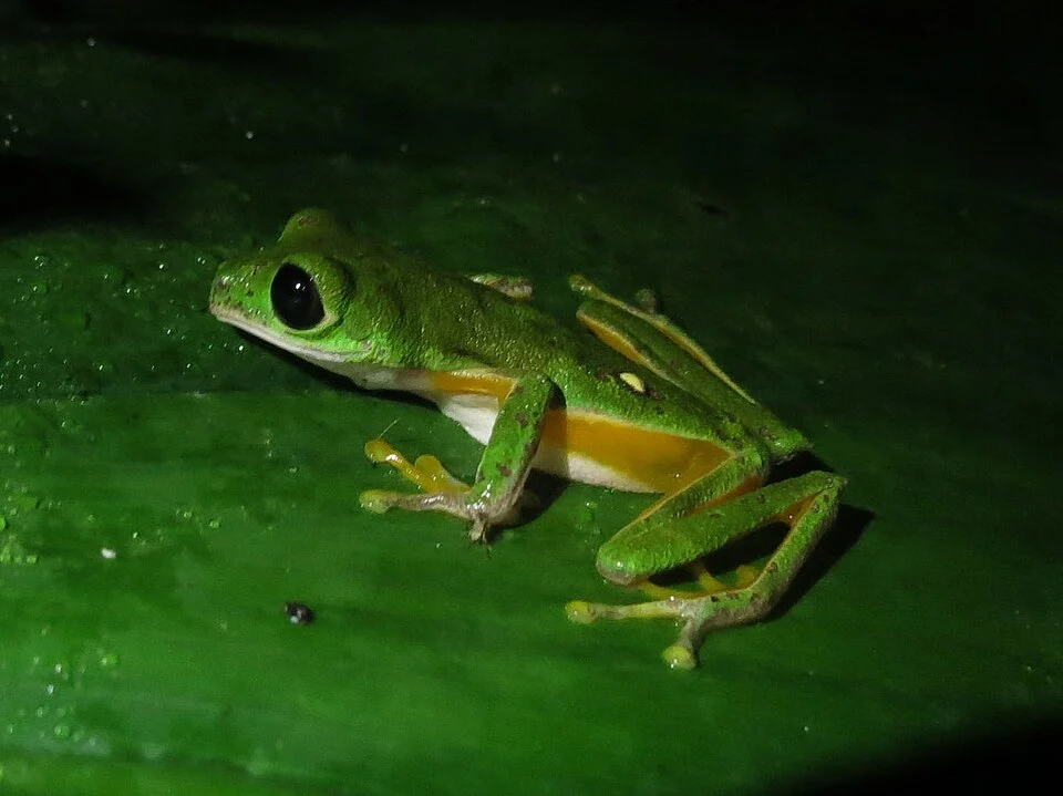 Agalychnis psilopygion. Species of amphibian.