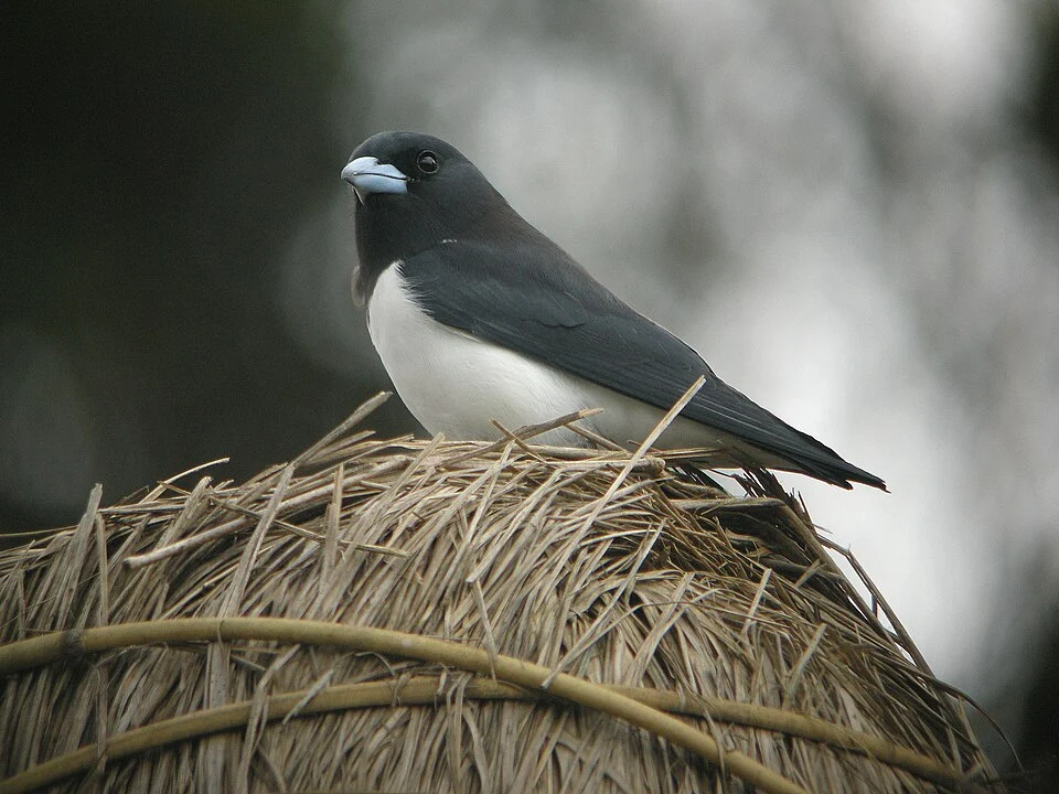 Great Woodswallow (Artamus maximus)