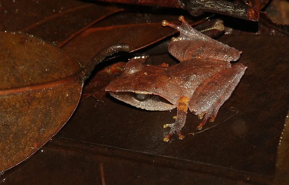 Pseudophilautus cuspis is a species of frog in the Rhacophoridae family. It is endemic to Sri Lanka.