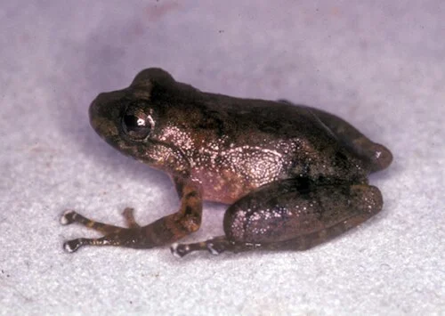 Pristimantis diaphonus