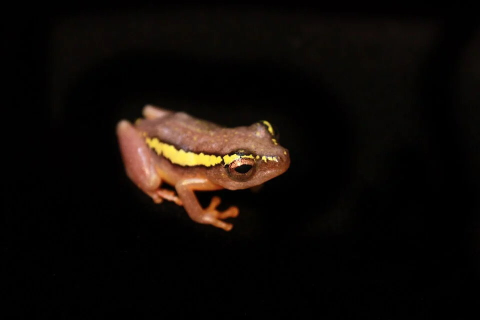Hyperolius platyceps
