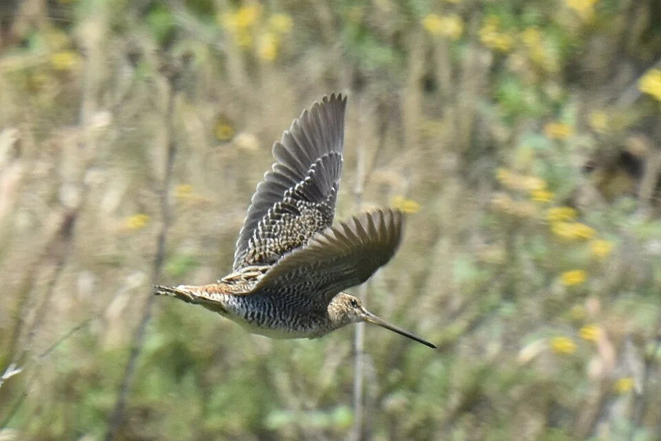 Madagascar Snipe (Gallinago macrodactyla) in Madagascar