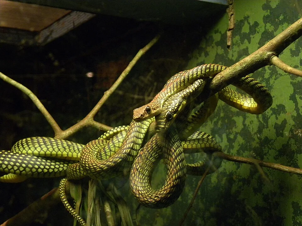 paradise tree snake or Flying Snake. Singapore Zoo.