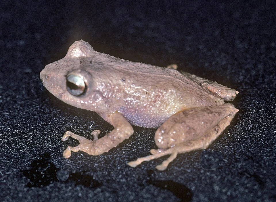 Pristimantis parvillus