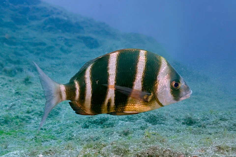 Zebra sea bream (Diplodus cervinus), Teno-Rasca marine strip, Tenerife, Spain. The zebra seabream has a high compressed laterally body with a pointed snout and thick lips. It's found in eastern Atlantic Ocean from Gulf of Biscay to South Africa and also in Mediterranean Sea. According to the fishing pressure which undergoes on the zebra seabream living area, it has a solitary or gregarious behaviour. The zebra seabream is carnivorous and its diet consist mainly in benthic food like sea urchins, worms and bivalve molluscs. Diplodus cervinus has many threats to its population. One of the threats