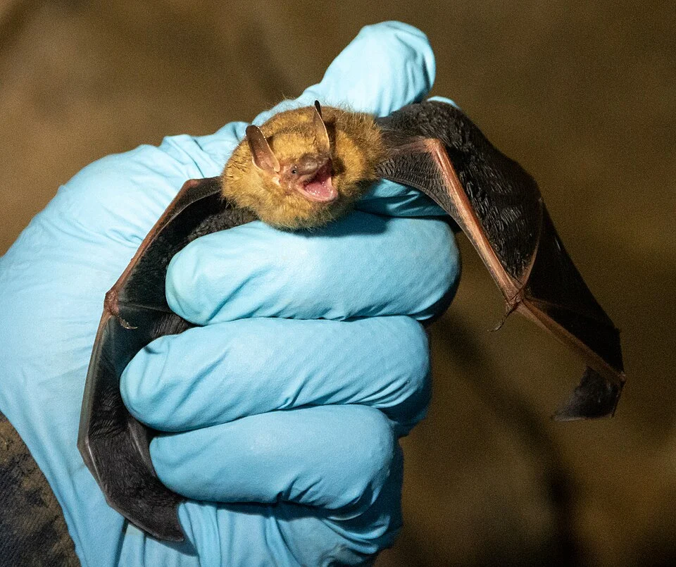 A tricolored bat after being swabbed is ready to be banded before being returned to the area it was found in a cave near Arnold Air Force Base, Tennessee, Dec. 5, 2022. The bands allow researchers to identify the bat if it is recaptured on a subsequent trip into the cave. (U.S. Air Force photo by Jill Pickett)