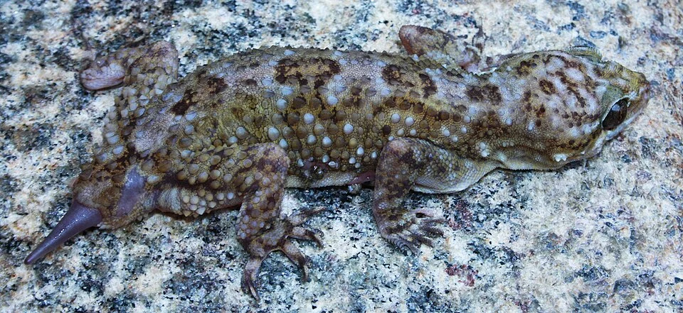 Hemidactylus acanthopholis from Tirunelveli district, Tamilnadu
