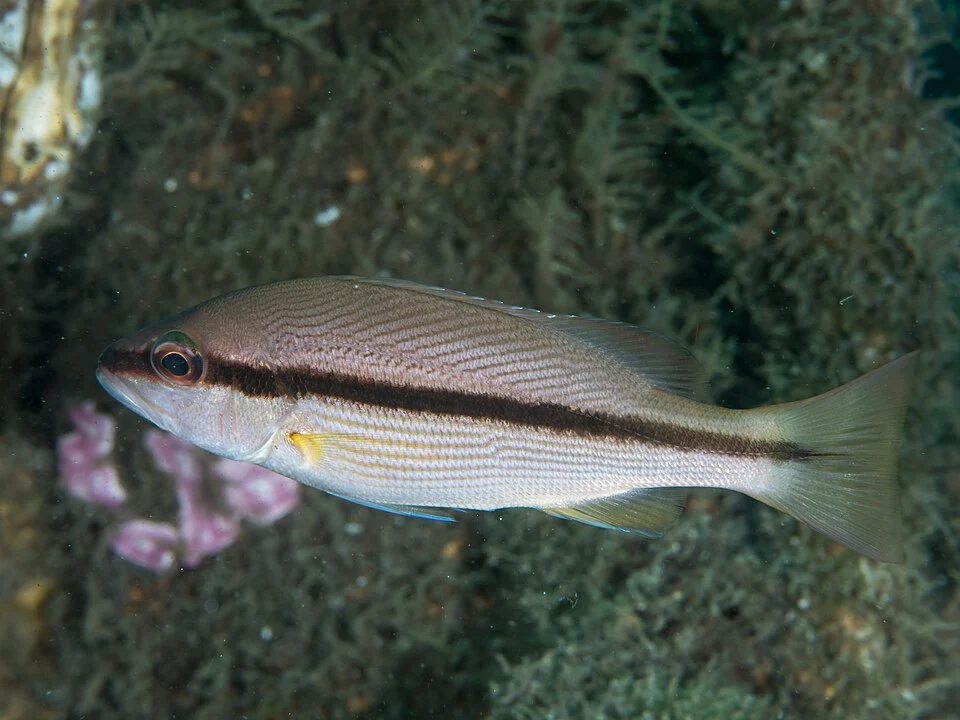 Lembeh, Indonesia - Brownstripe red snapper (Lutjanus vitta)