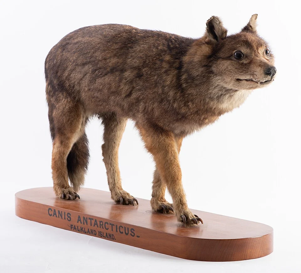 Warrah or Falkland Island wolf (Dusicyon australis); the specimen held at Otago Museum