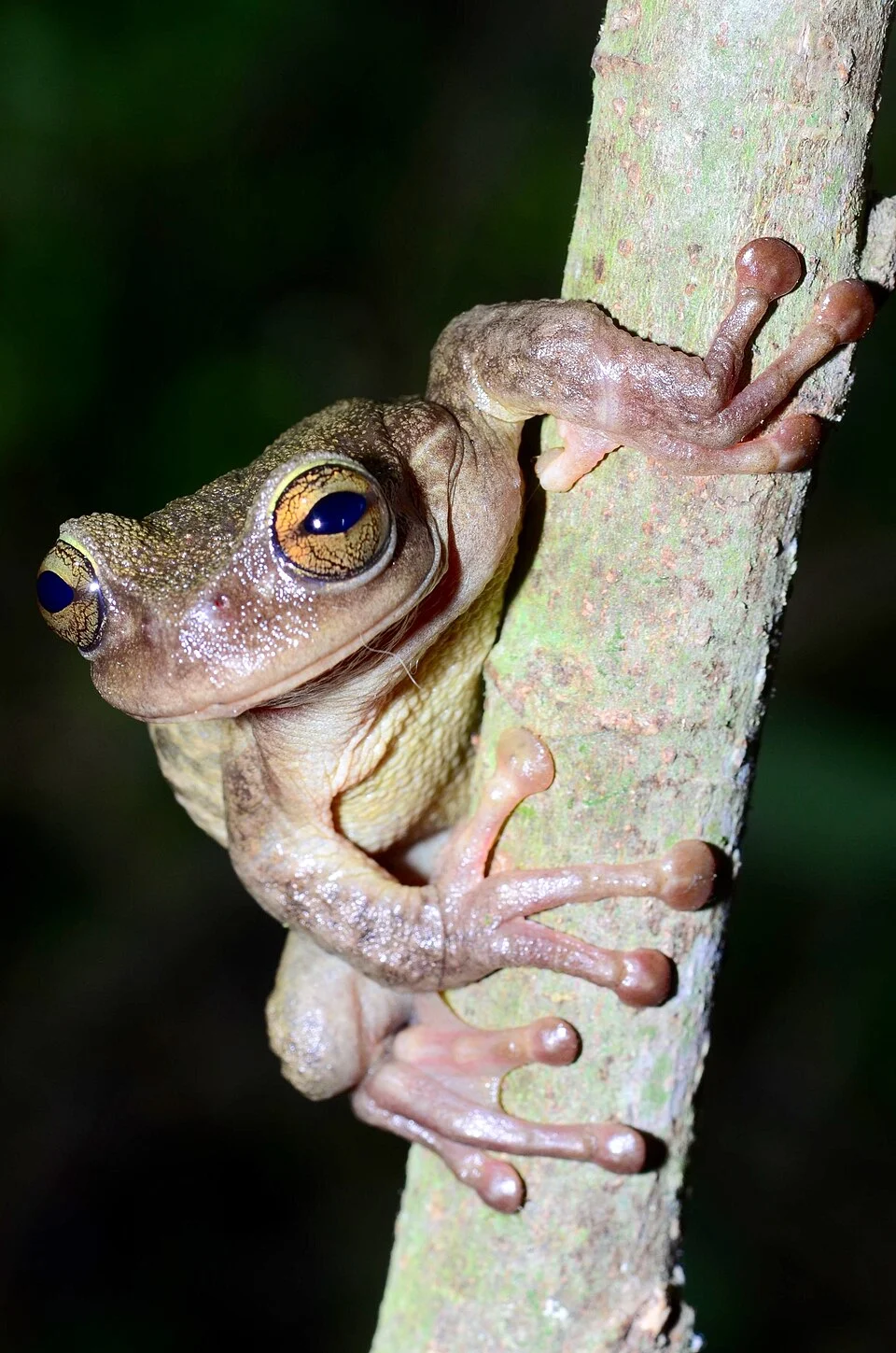 Critically Endangered Treefrog, Plectrohyla teuchestes. Guatemala.