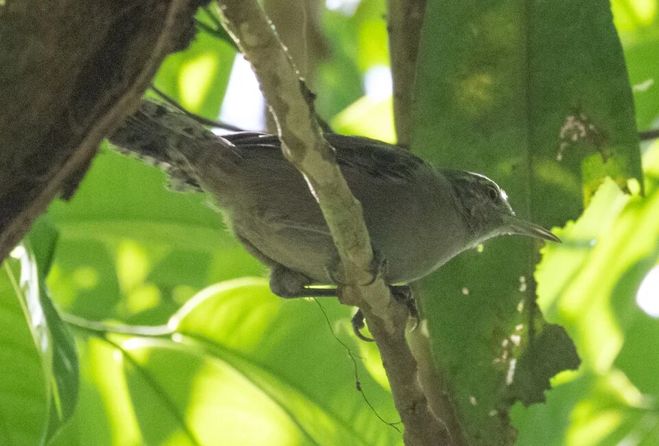 Gray Wren (Cantorchilus griseus)