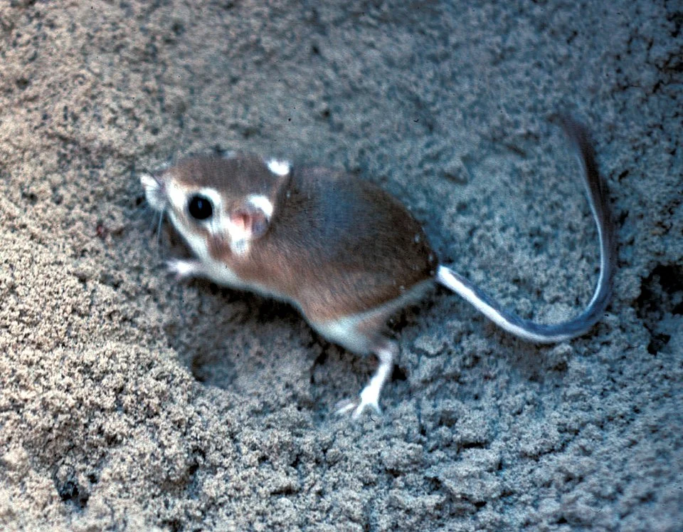 Padre Island kangaroo rat (Dipodomys compactus compactus)