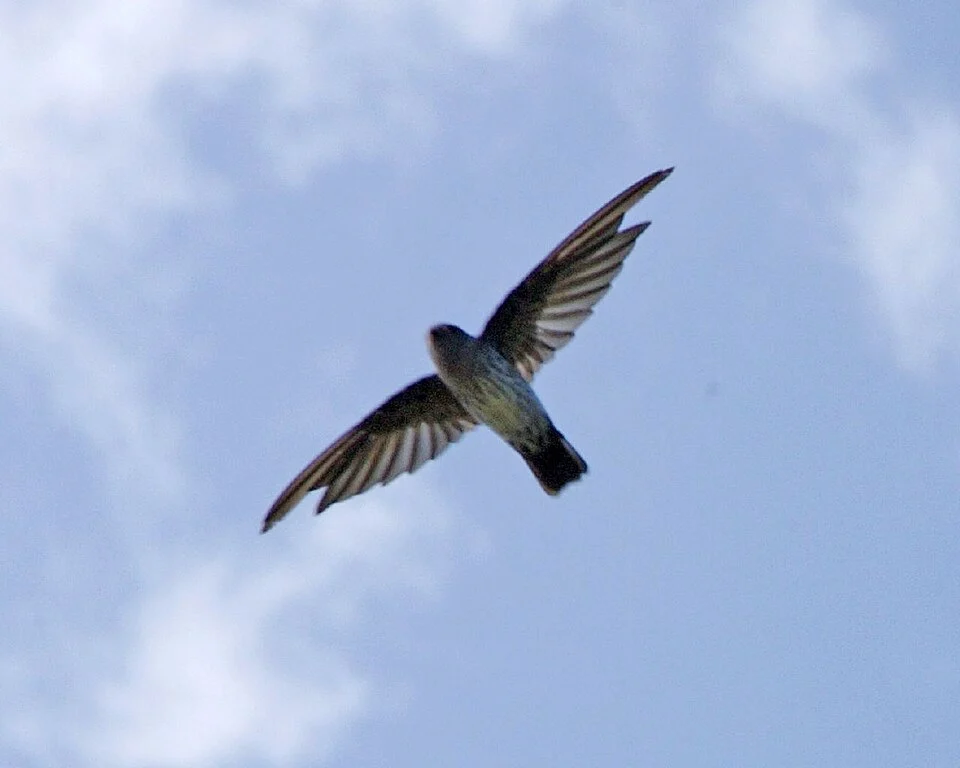 Cave Swiftlet
Collocalia linchi
10th. August 2007
Location : Gunong Gede, Java, Indonesia
Seen flying in the National Park <a href="https://www.flickr.com/photos/lipkee/1116378853/">www.flickr.com/photos/lipkee/1116378853/</a>
Distribution: <a href="http://www.bsc-eoc.org/avibase/avibase.jsp?pg=map&zoom=asi&lang=EN&id=62BD7CD4CFA9E0FD&ts=1187194074921" rel="nofollow">www.bsc-eoc.org/avibase/avibase.jsp?pg=map&zoom=asi&a...</a>
_Q0S8609