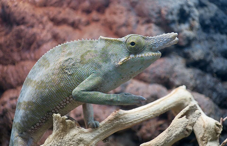 A male fork-nosed chameleon (Furcifer bifidus) at LLL Reptiles, a reptile store in Las Vegas.