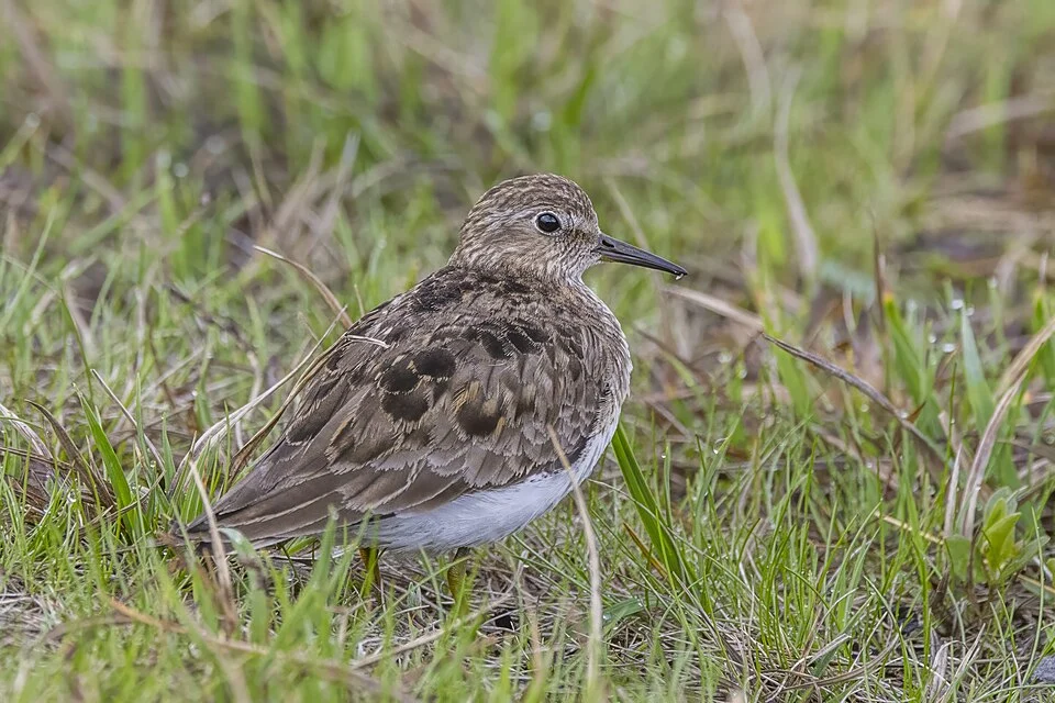 Temminck's stint (Calidris temminckii), Orkelsjoen, Oppdal, Norway