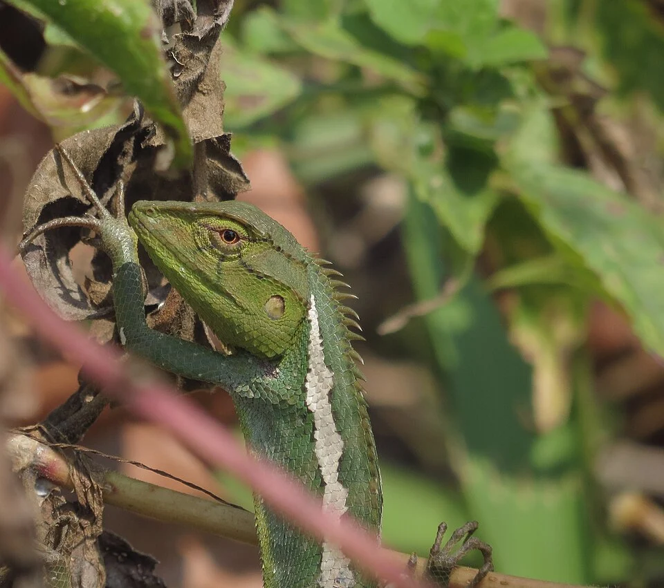 Locality: Pakke Tiger Reserve