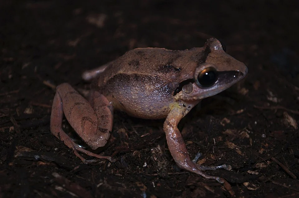 Eleutherodactylus ruthae