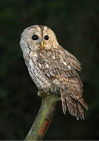 Strix aluco, Žďárské vrchy, CZ