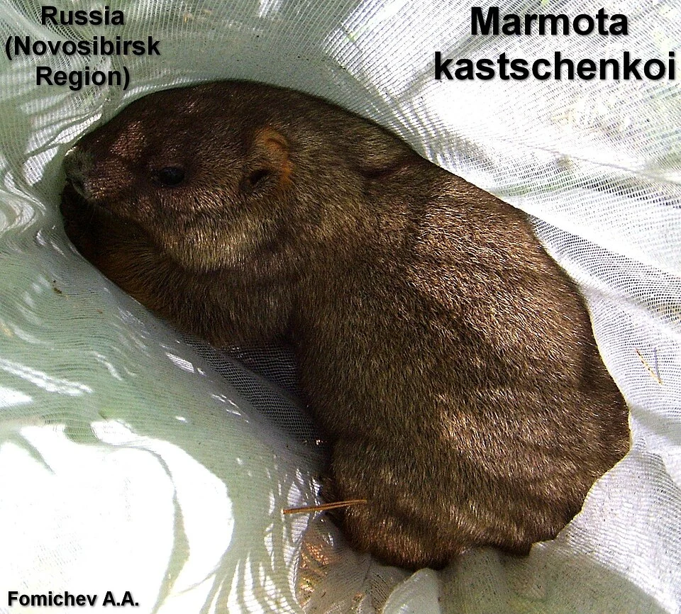 Forest Steppe Marmot (Marmota kastschenkoi)