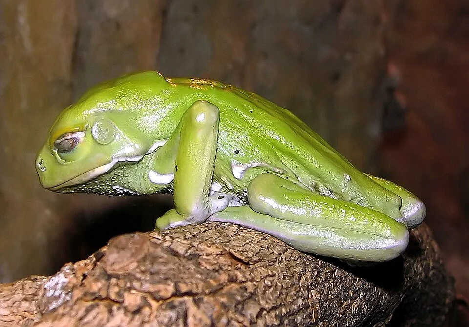 Waxy Tree Frog Phyllomedusa sauvagii at the Cotswold Wildlife Park, Burford, Oxfordshire, England.