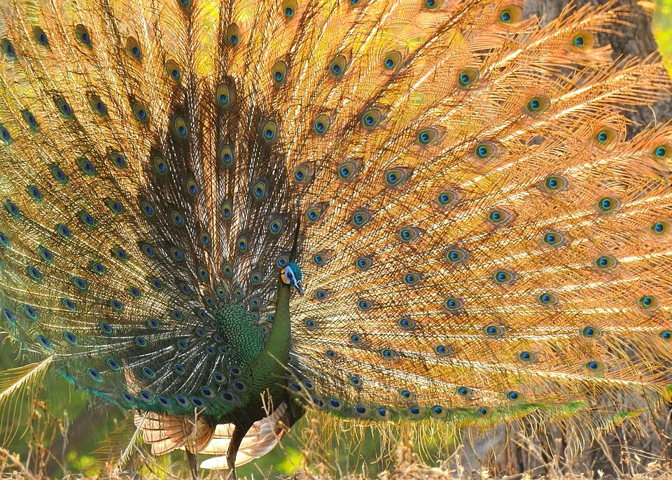 A regular show in Baluran National Park, when a male Javan Green Peafowl gathers in a lek at early morning to show its train to the female.
Javan Green Peafowl (Pavo muticus muticus) is a race of Green Peafowl endemic to Java Island. This bird used to be widespread across the island, but today can only be found in several locations such as Ujung Kulon National Park, Baluran National Park, Meru Betiri National Park and Alas Purwo National Park.
In the breeding season, the male grew a long rump feathers known as a "train" which can be up to 3 meters length, making it the longest bird in the w