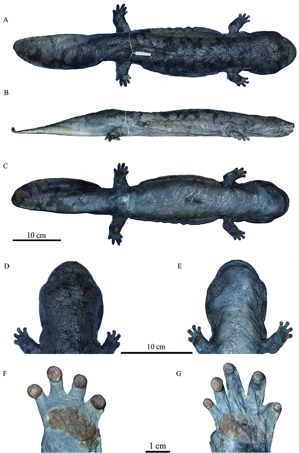 Holotype of Andrias jiangxiensis sp. nov. (KIZ 037731) in preservative A–C: Holotype of A. jiangxiensis sp. nov., in dorsal (A), lateral (B), and ventral (C) views. D, E: Dorsal (D) and ventral (E) views of head of holotype of A. jiangxiensis sp. nov. F, G: Ventral view of the left hand (F) and left foot (G) of the holotype of A. jiangxiensis sp. nov.