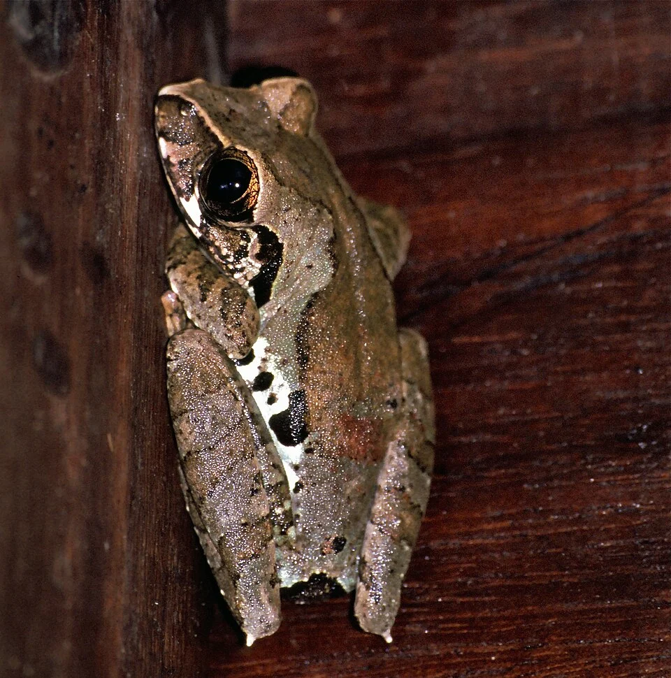 Korup NP, CAMEROON