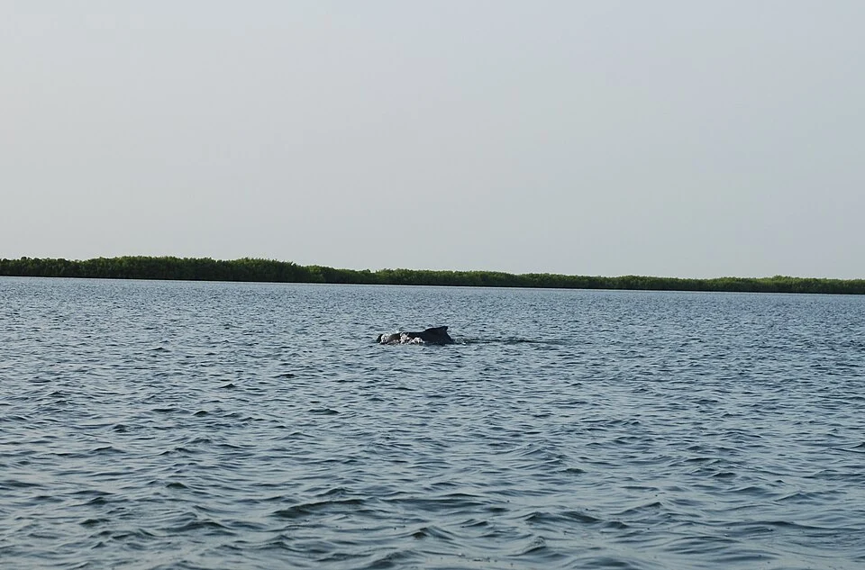 Atlantic humpbacked dolphin photographed in september 2017 in the Saloum delta (Senegal)