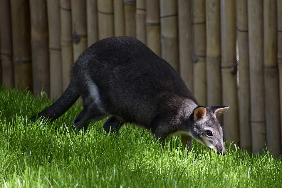 Photograph of a Brown dorcopsis (Dorcopsis muelleri) at the Cologne Zoological Garden