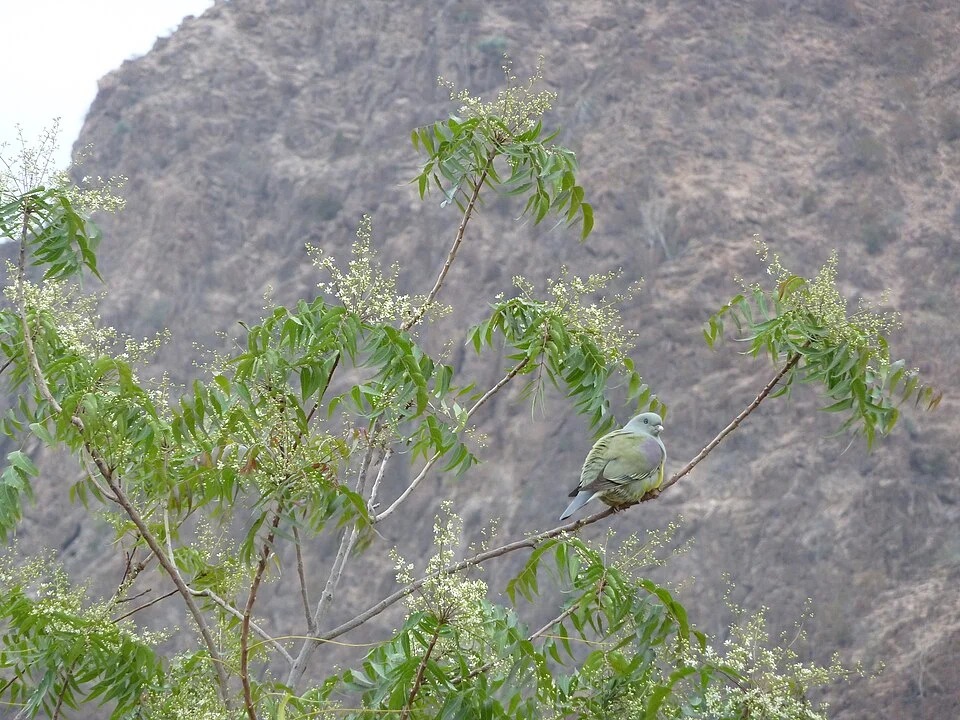 Bruce's Green Pigeon, Djibouti, Foret du Day, 2013.