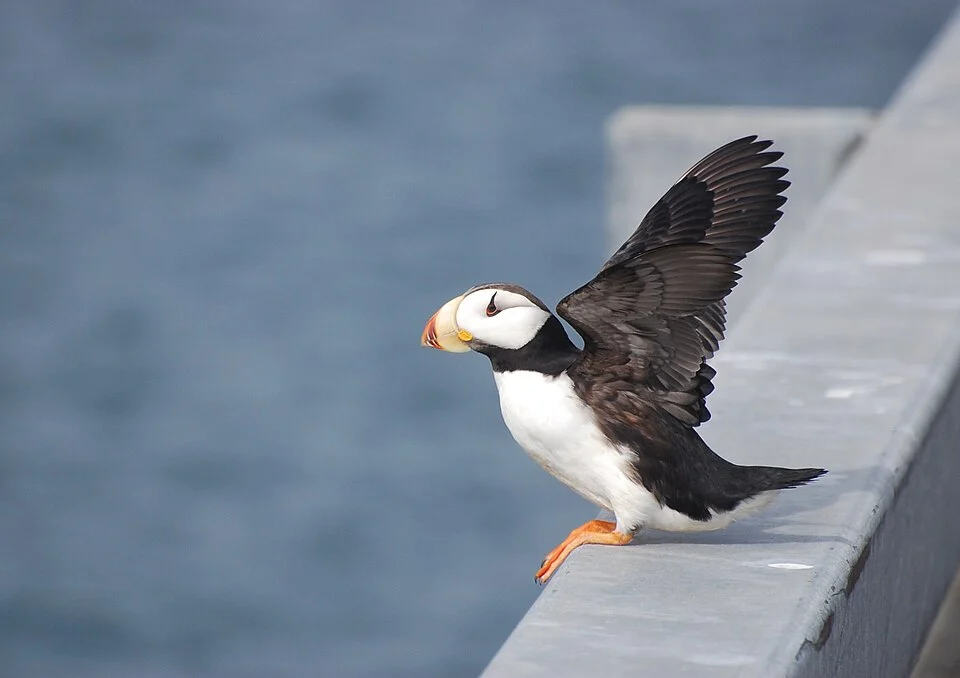Cold Bay dock, near Izembek National Wildlife Refuge
Photo by Kristine Sowl,

Public Domain