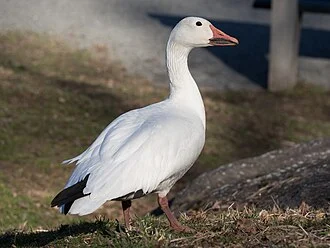 Snow goose (Chen caerulescens) in the Harlem Meer of Central Park, New York City