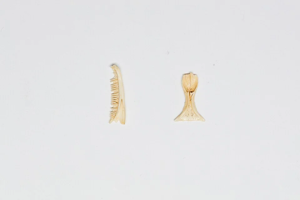 None (Oligosoma northlandi); image from matched species article